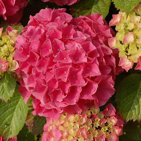 Bloemenweelde Bed & Breakfast 2*